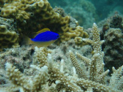 one of most vivid fish on the reef always brightens up th... by Trevor Byett 